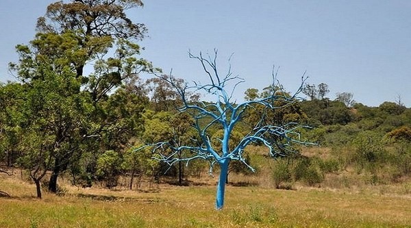 Необычное голубое дерево в штате Новый Южный Уэльс, Австралия