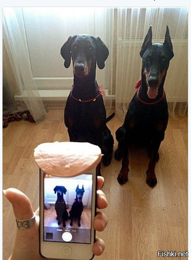 Как сделать идеальное фото собаки