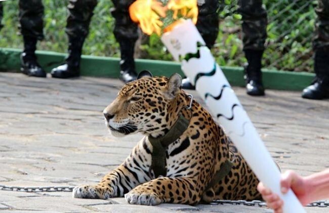 12. Кстати, вы в курсе, что во время эстафеты олимпийского огня был убит ягуар?