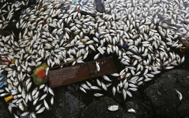 6. Это февральская фотография. Тогда в заливе Гуанабара произошло массовое отравление рыбы 