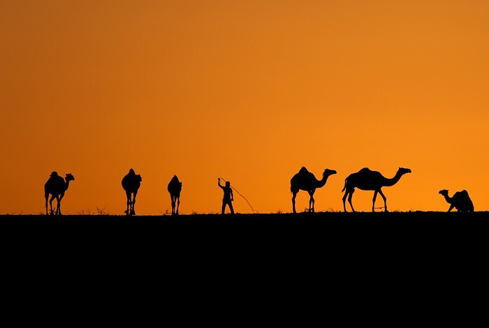Бедуин с верблюдами. Беэр-Шева, Израиль.