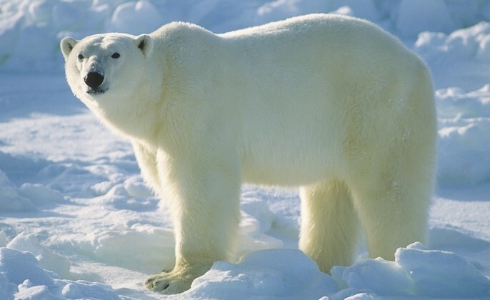 Белых медведей привлекает запах менструальной крови.Так что женщинам в местах обитания этих животных следует быть особенно осторожными