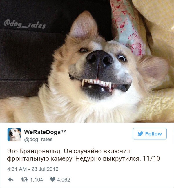 Твиттер-аккаунт, который смешно оценивает собак