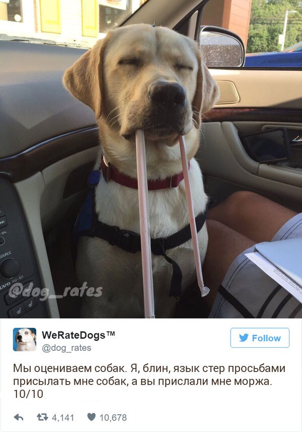 Твиттер-аккаунт, который смешно оценивает собак
