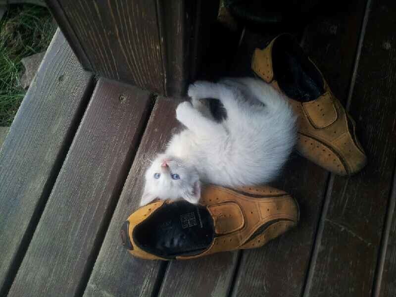 Котята