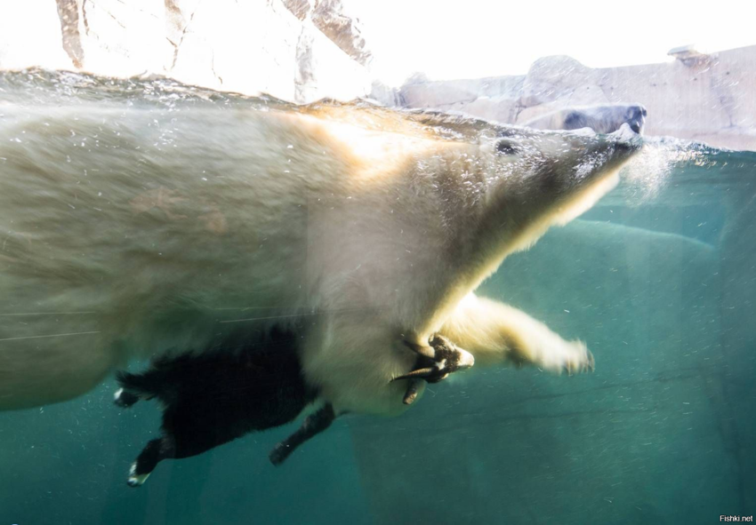 Минутка милоты: медведь плавает со своим другом козликом