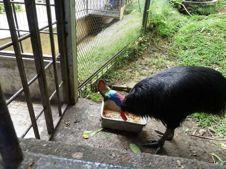 Посещение парка птиц в Куала Лумпуре