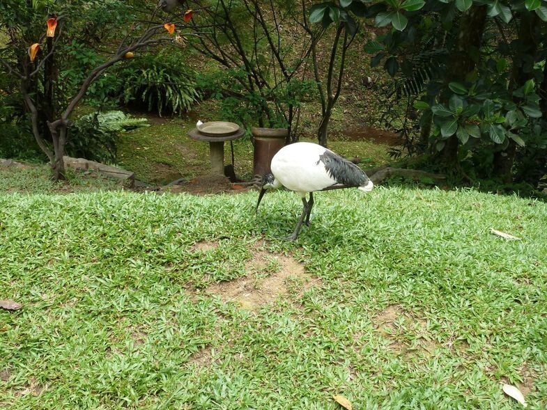 Посещение парка птиц в Куала Лумпуре