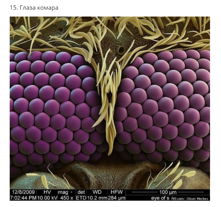30+ фантастических снимков предметов и существ под микроскопом
