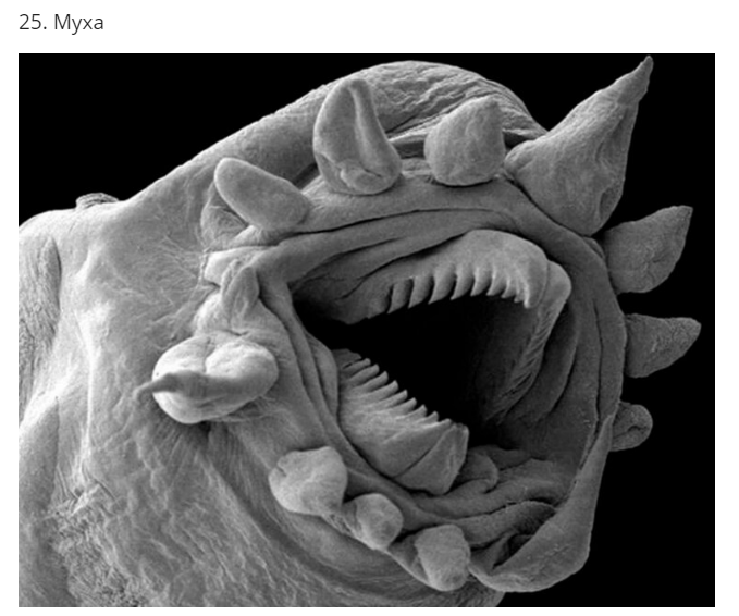 30+ фантастических снимков предметов и существ под микроскопом