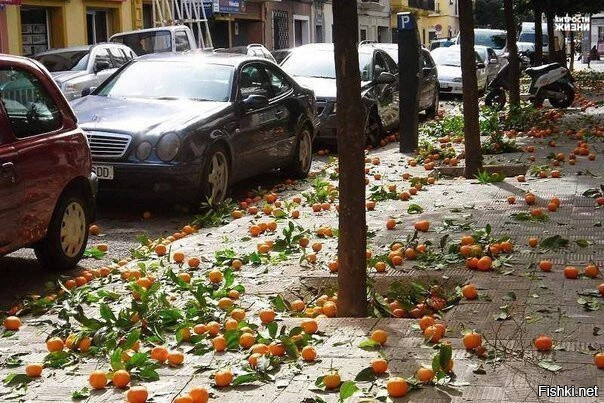 У нас листья, в Испании апельсины