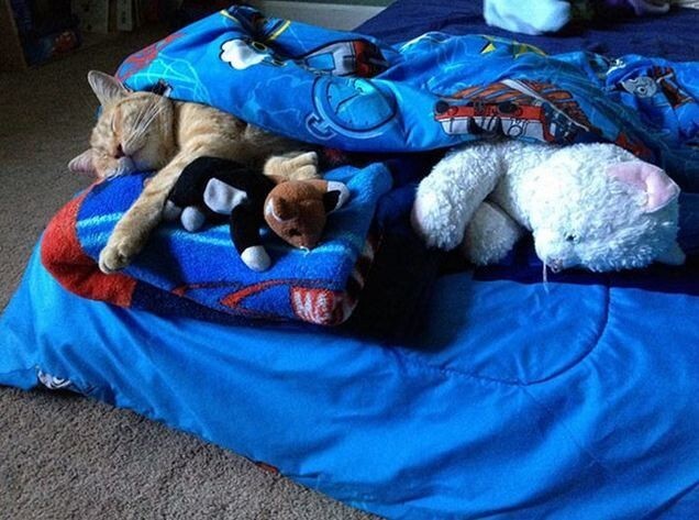 Мальчик в течение года укрывал подобранного бродячего кота одеялом, чтобы тот «знал, что здесь его дом, и всегда возвращался»