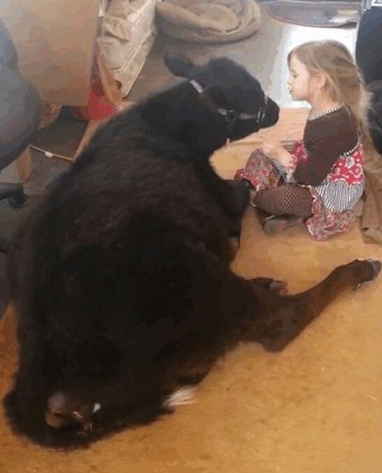 5-летняя девочка тайком провела теленка в дом, чтобы пообниматься с ним