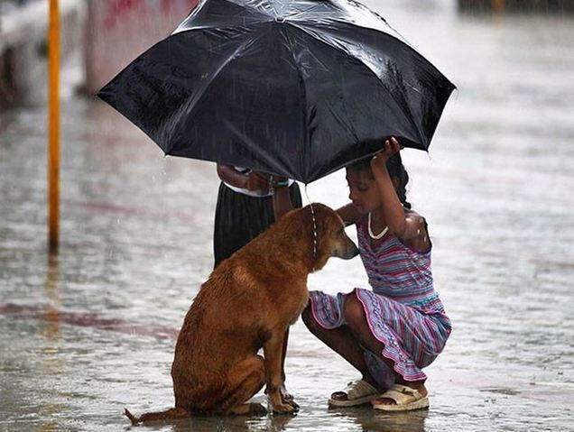 Девочка прячет бродячего пса под зонтиком во время муссонных дождей в Мумбаи
