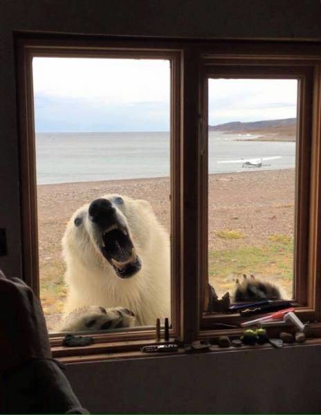 Когда медведь стучится в окно 