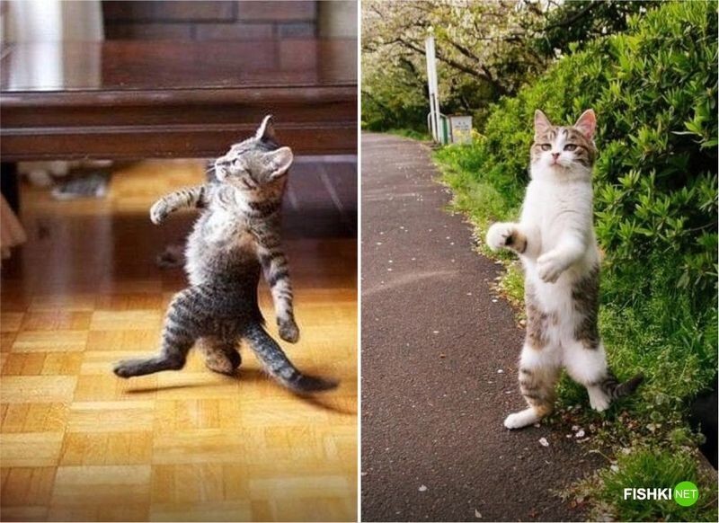 20 фотографий, доказывающих, что кошки медленно превращаются в людей
