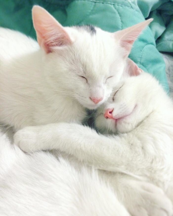 Кошки-близняшки с гетерохромией глаз Айрисс и Эбисс