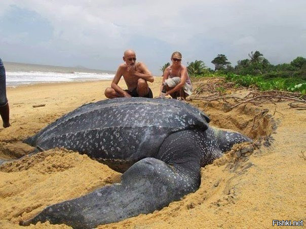 Огромная черепаха