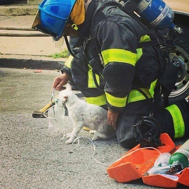 Пожарные Балтимора спасли кошку с помощью кислородной маски 