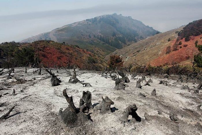 Последствия лесного пожара в Калифорнии