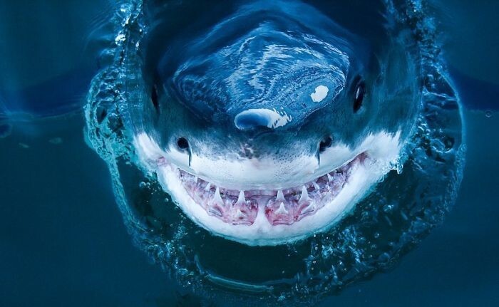 Улыбка большой белой акулы 