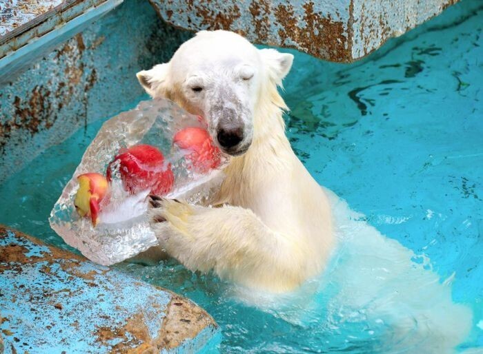 Белая медведица в зоопарке Осаки ест лакомство из вмороженных в лёд яблок