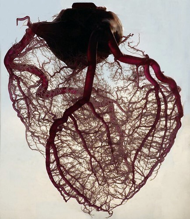 20. Кровеносные сосуды сердца