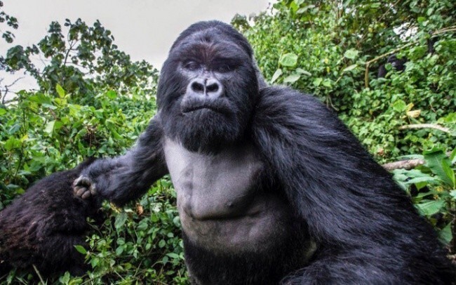 7. Гнев горной гориллы