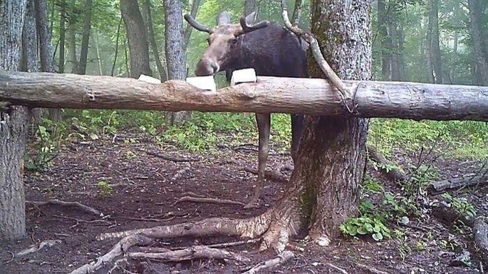 Подборка интересных снимков, сделанных фотоловушками