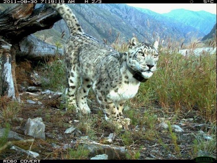 Подборка интересных снимков, сделанных фотоловушками