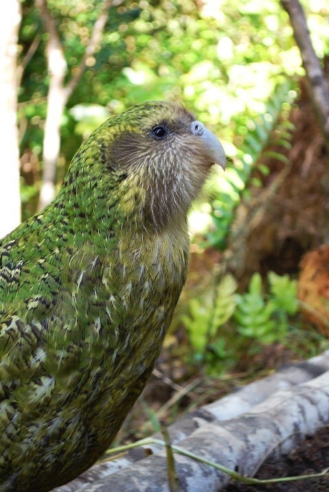 Какапо - нелетающий попугай из Новой Зеландии