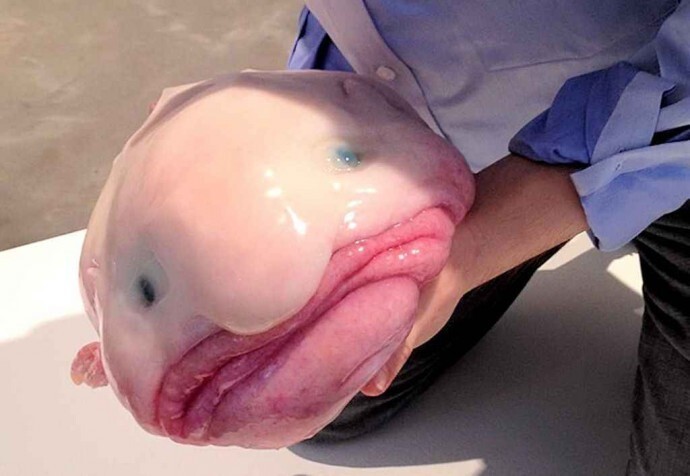 Рыба-капля: Самая печальная рыба на Земле