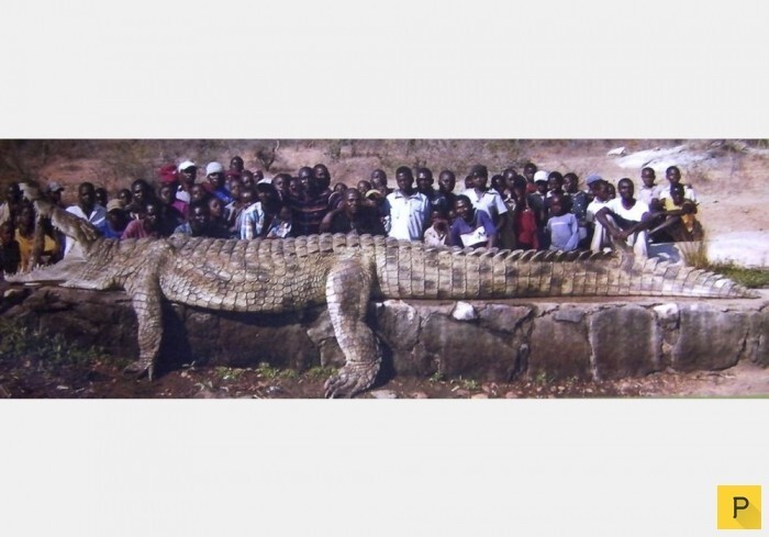 Самый большой крокодил