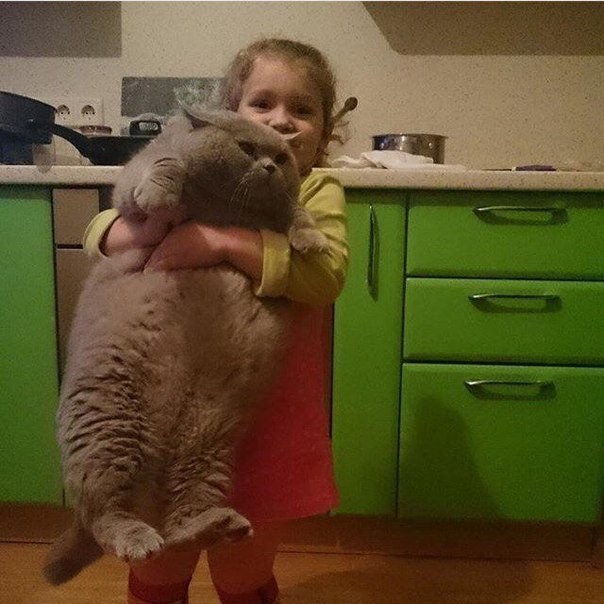 Ребенок кота