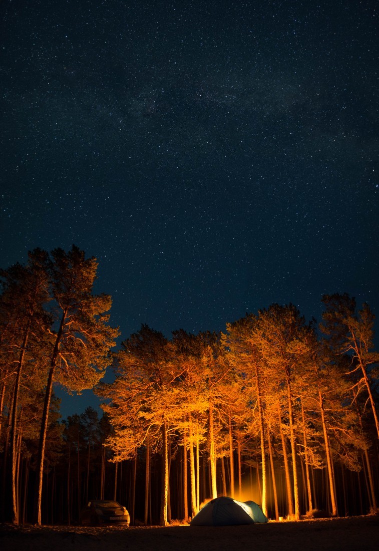 Ночь в лесу 