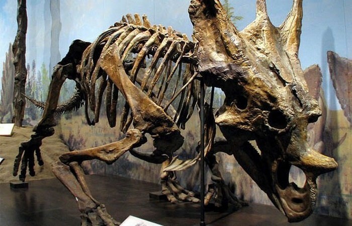 3. Динозавры, похожие на носорогов
