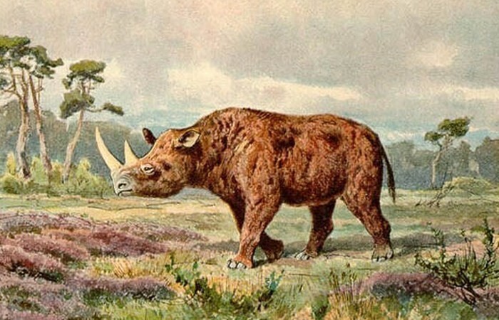  4. Шерстистый носорог