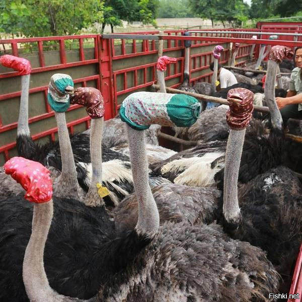 Вот такие головные уборы используют для того, чтобы страусы сохраняли спокойс...