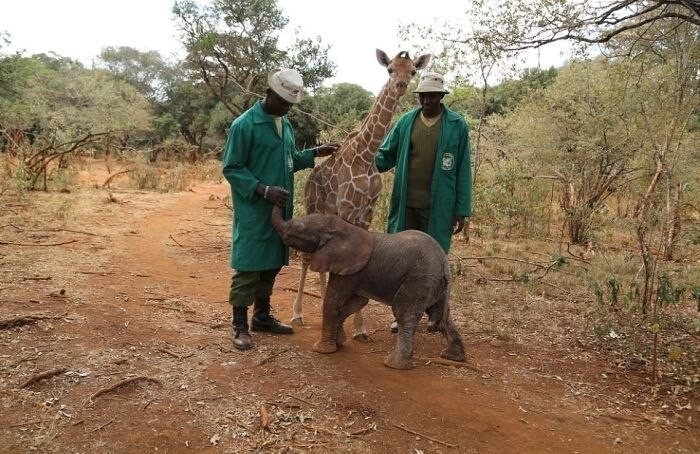 Крепкая дружба осиротевших слоненка и жирафа