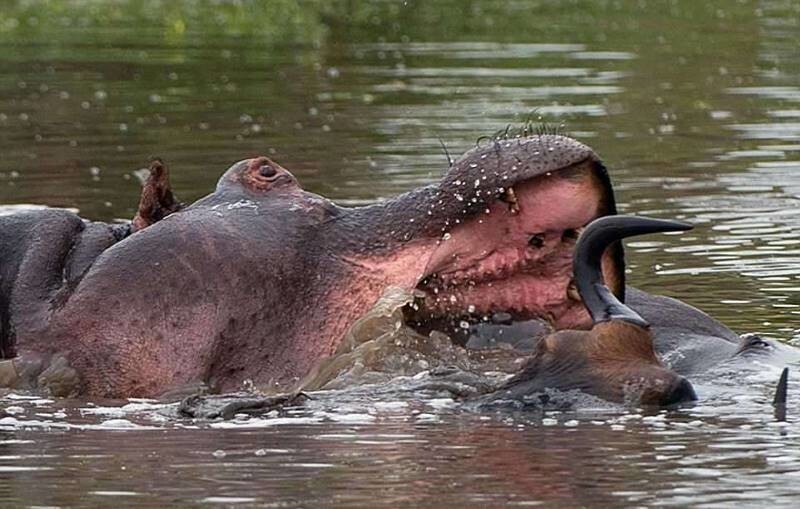 Своими челюстями бегемот пытается оттеснить хищника от антилопы. 