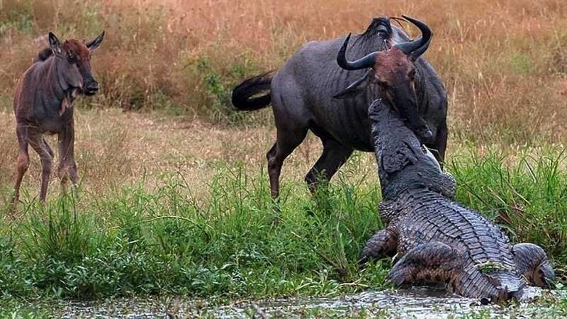 Антилопа пила воду на берегу реки, когда на неё внезапно напал крупный крокодил.  