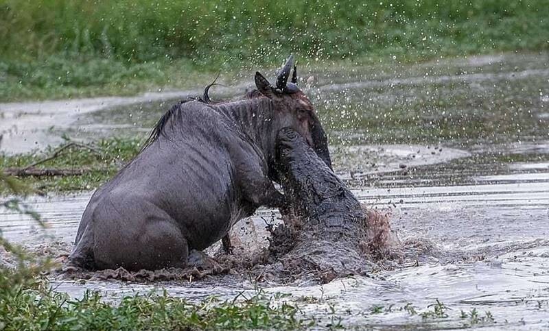Антилопе удается устоять на ногах, однако крокодил не прекращает тянуть её в воду.  