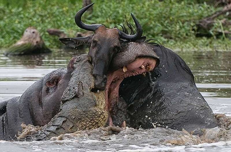 Огромное травоядное животное вступает в схватку с крокодилом. 