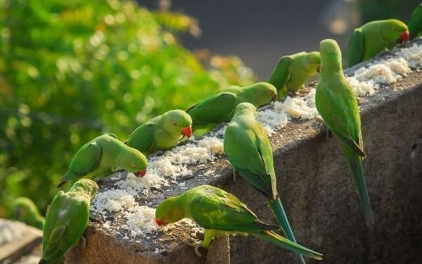 Столовая для 4000 попугаев