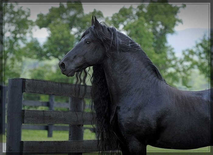 Красивый конь Фридрих Великий