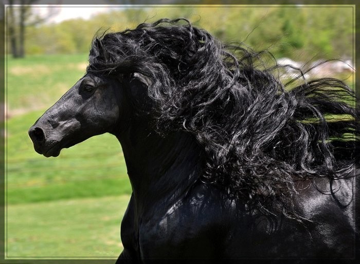 Красивый конь Фридрих Великий