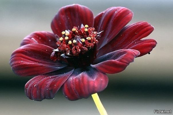 Cosmos atrosanguineus – цветок, который пахнет, как шоколад