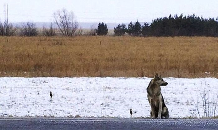 Истинная преданность