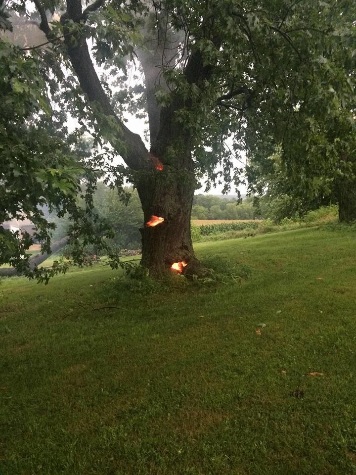Когда в дерево ударила молния 