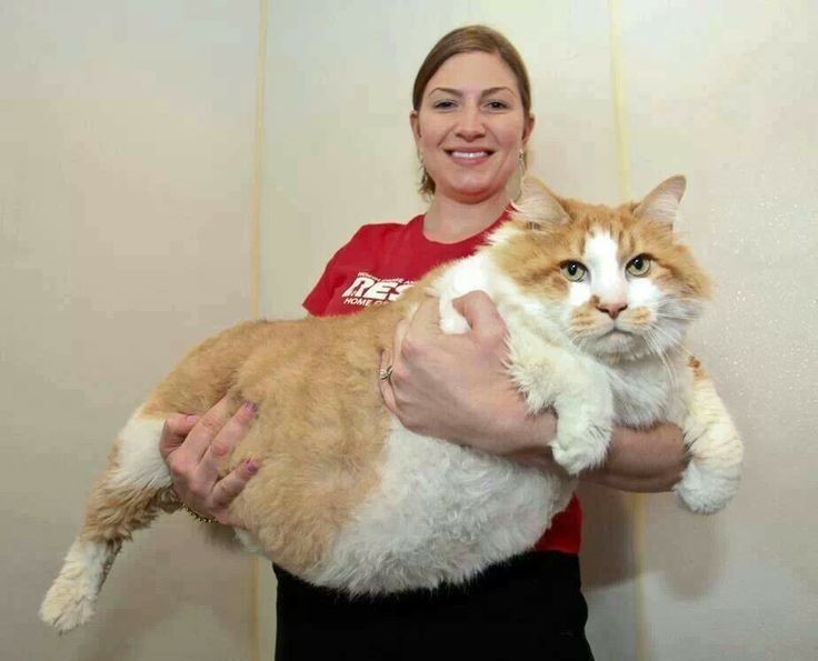 5. Кошка, которая весит 18 килограммов